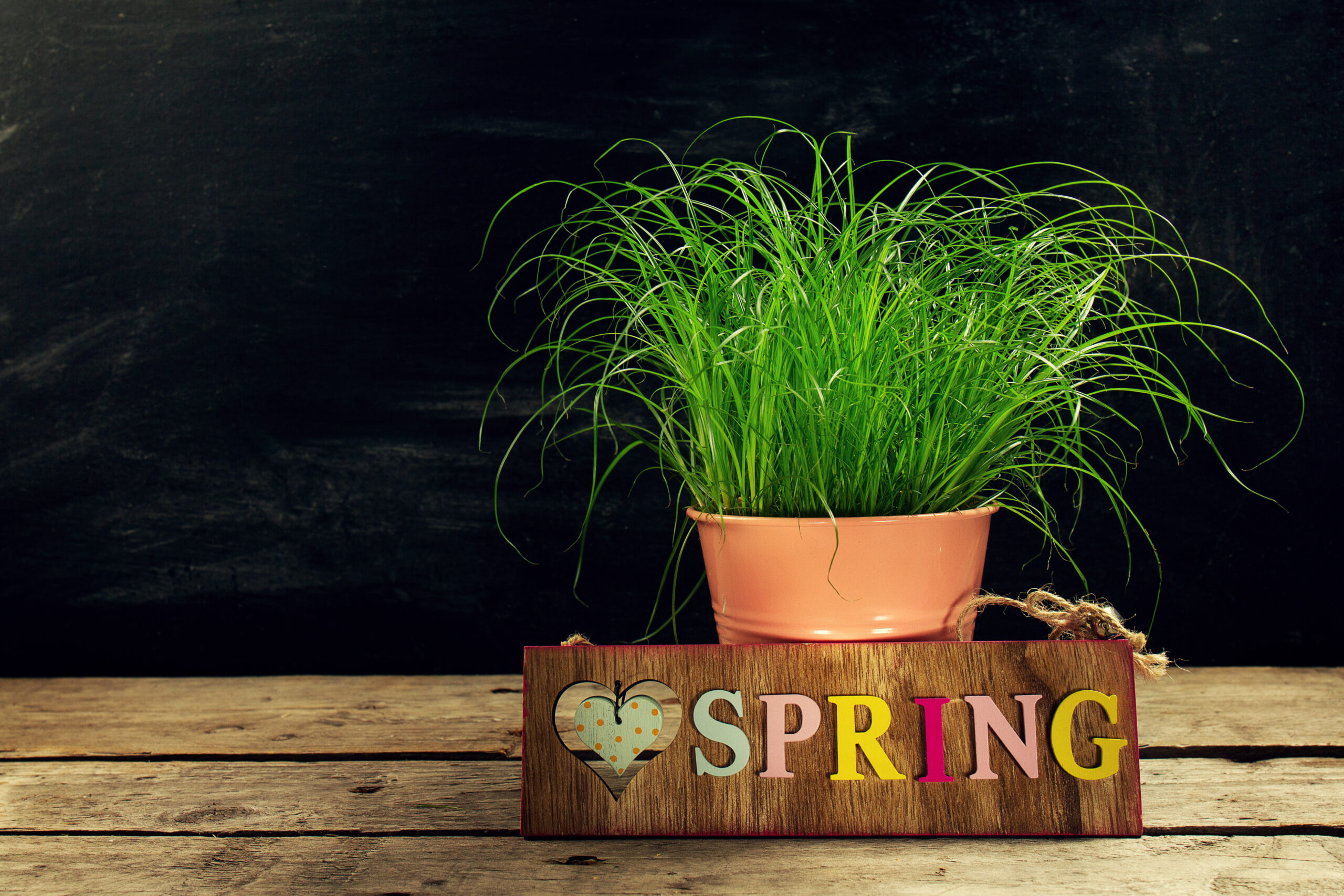 Plant These Lucky Plants In Your Home And Office To Attract Wealth Money And Fortune