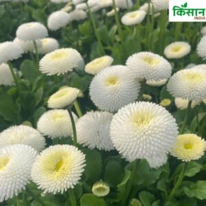 Daisy Flower Farming