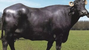 Bhadawari Buffalo: देसी नस्ल भदावरी भैंस.. घी उत्पादन में अव्वल, दूध में होता है सबसे ज्यादा बटर फैट