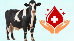 भारत में पहली बार पशुओं के लिए ब्लड बैंक गाइडलाइंस, अब मवेशियों की जान बचेगी समय पर