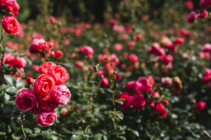 पौधों की जड़ों में डालें आलू के छिलके से बनी ये लिक्विड खाद, फूलों से महक उठेगा आपका गार्डन