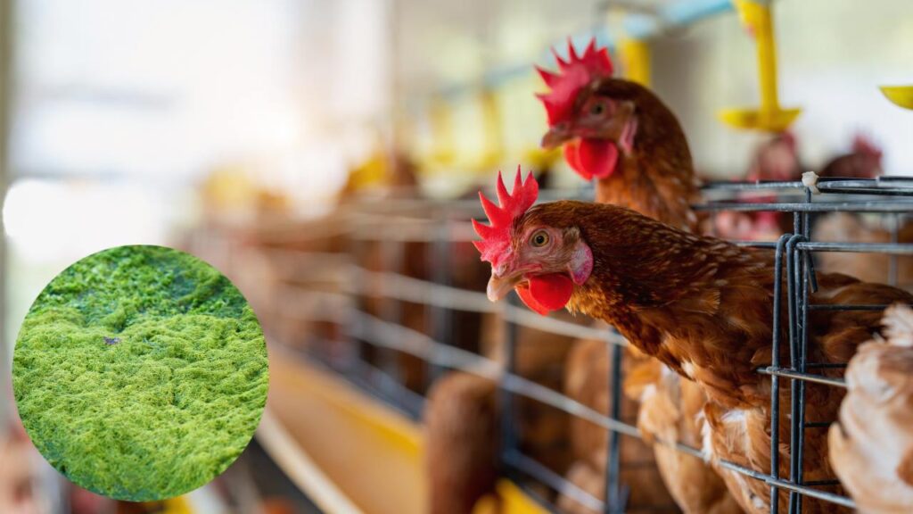 Poultry Industry Urges Centre to Scrap GST on Frozen Chicken, Reduce Tax on Value-Added Products