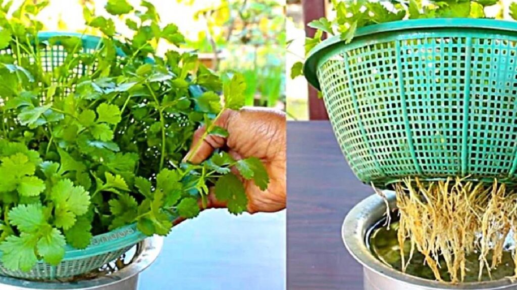 Grow Fresh Coriander at Home in Water: Easy Hydroponic Method