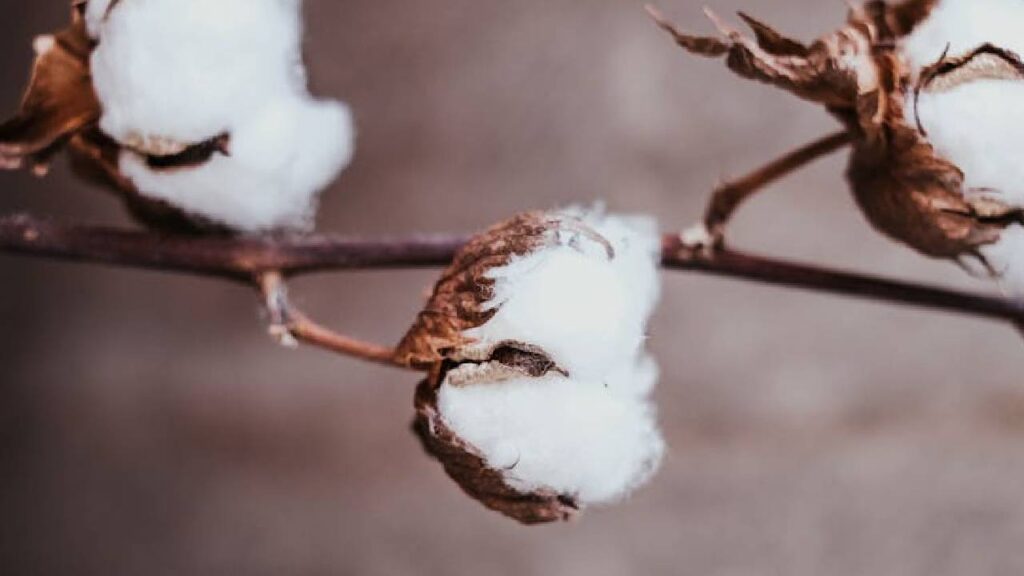 India Extends Cotton Import Duty Exemption Till December After US 50% Tariff Comes Into Effect