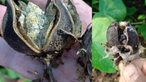 आंध्र प्रदेश- तेलंगाना में कपास की फसल पर ‘बोल रॉट’ का कहर, किसानों को 20 फीसदी नुकसान का डर