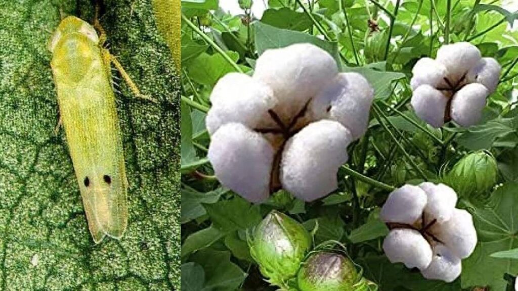 cotton insect