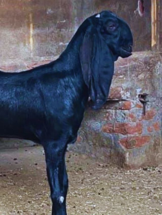 दूध की मशीन है ये बकरी, किसानों की कमाई कर रही डबल!