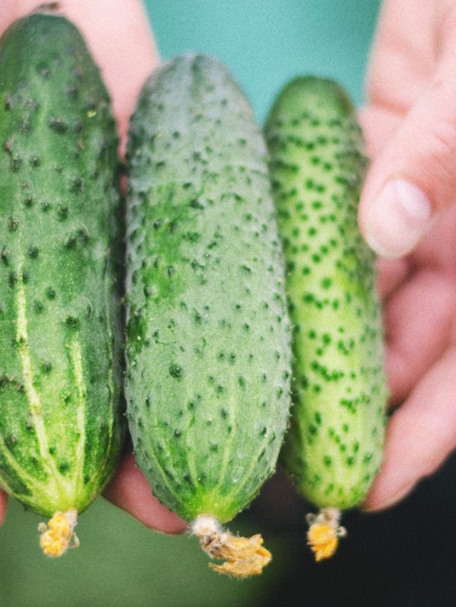 जनवरी में करें खीरे की इन किस्मों की करें खेती, 2X होगा मुनाफा!