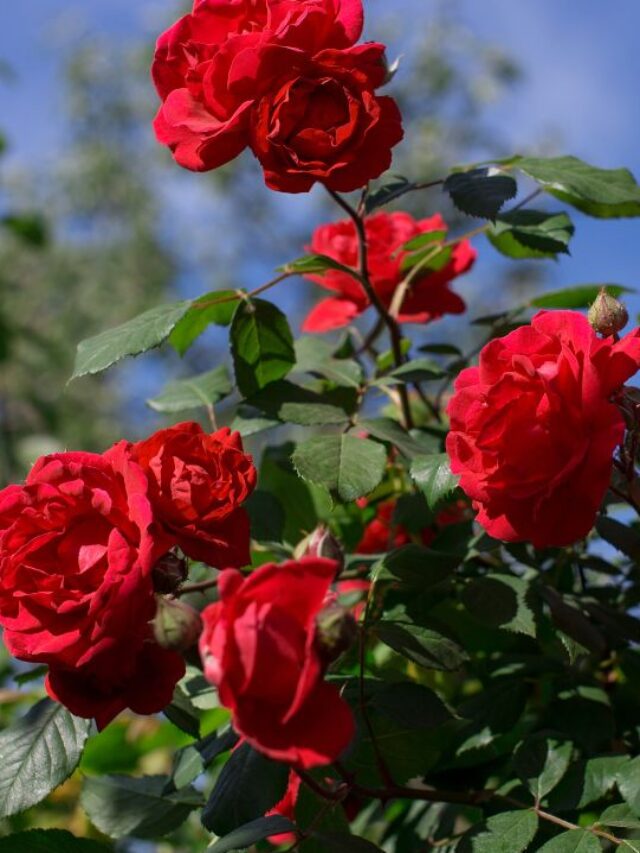 गुलाब की पत्तियां पीली पड़ रही हैं, तुरंत करें ये उपाय.. हराभरा रहेगा पौधा