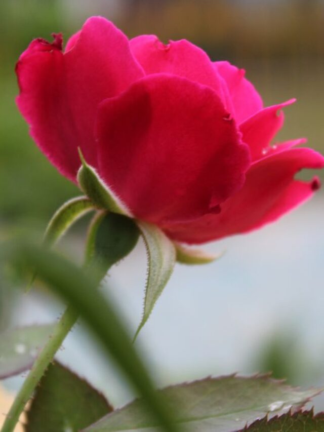 10 रुपए में गुलाब से भर जाएगा पौधा, अपनाएं ये देसी ट्रिक!