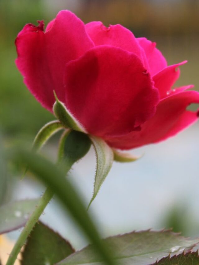 गुलाब के पौधों में चाहिए ज्यादा फूल, आजमाएं ये Tips