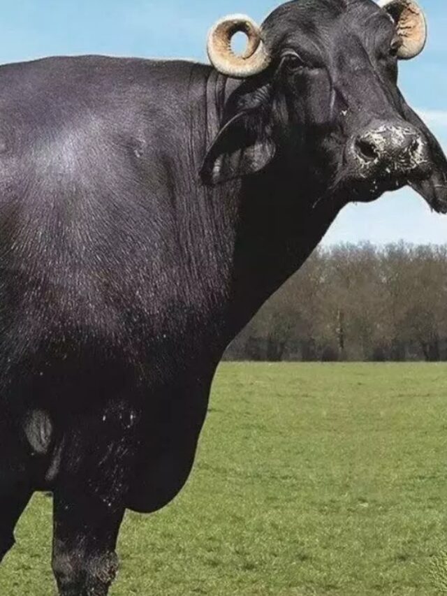 रोज 20 लीटर दूध देती है यह भैंस, हरियाणा के पहलवान करते हैं इसका सेवन