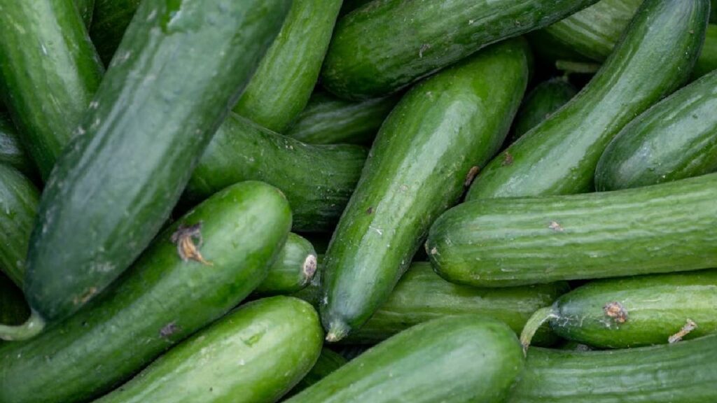 खीरा कम जगह में भी आसानी से उगाया जा सकता है. मॉनसून में इसकी पैदावार बहुत तेजी से होती है. नियमित पानी और धूप मिलने पर खीरे लंबे और ताजगी वाले होते हैं.