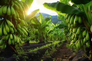 Banana Farming: केला की फसल को बर्बाद होने से बचाएंगे ये तरीके, इन रोगों से रोकथाम करना जरूरी