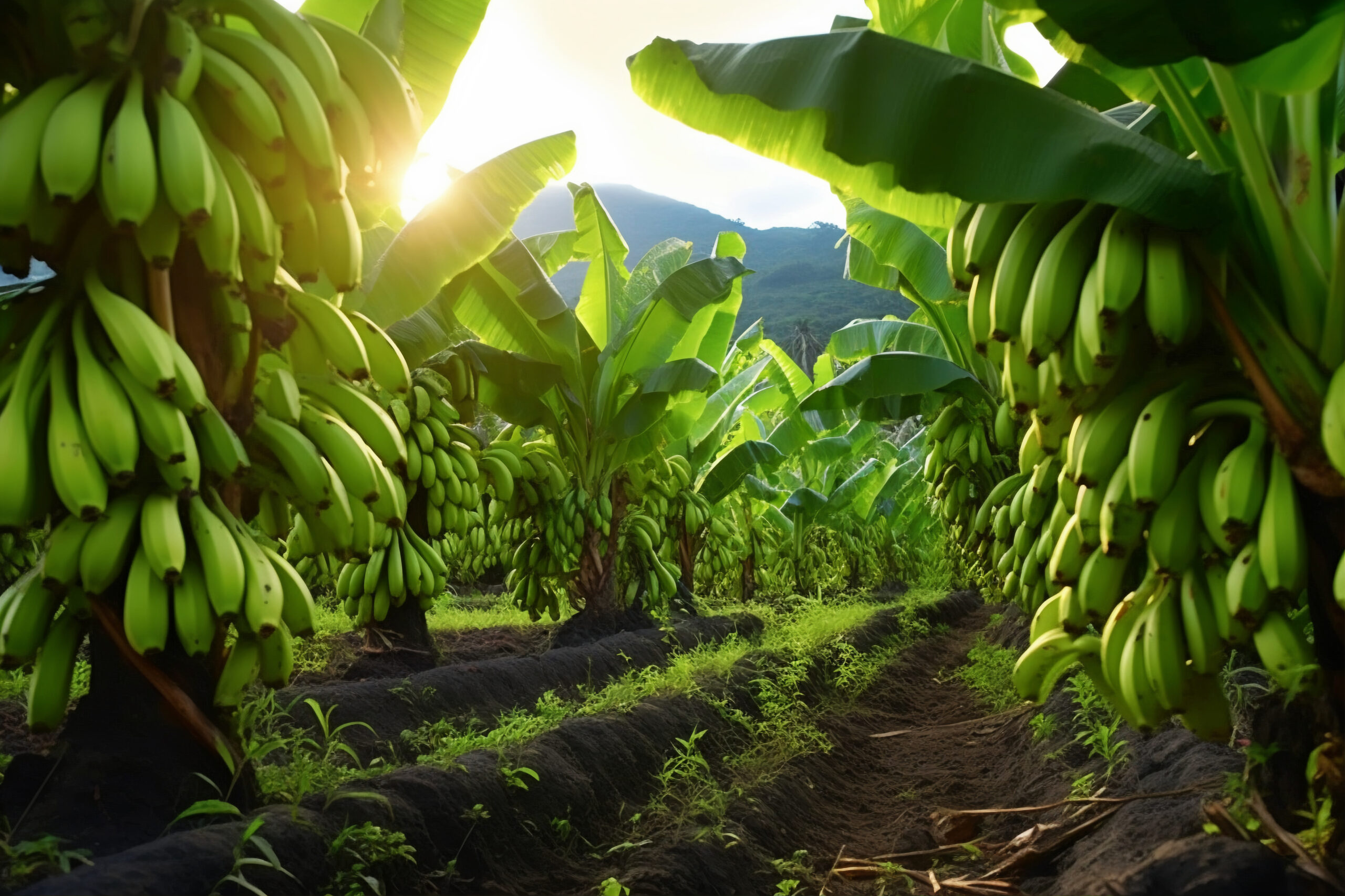 These Are The Simple Tips To Avoid Banana Plants From Rooting And Diseases