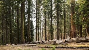 उत्तराखंड का हरा खजाना खतरे में! बारिश और भूस्खलन से हर साल खत्म हो रहे देवदार