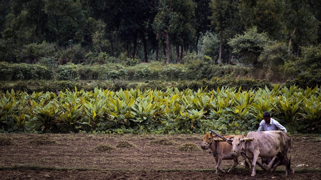 Crop Insurance Scheme