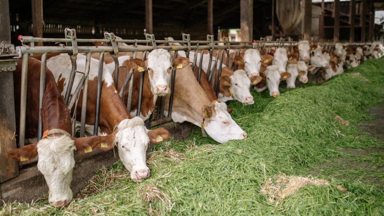 UP में हरे चारे की 45 फीसदी कमी, किसान पशुओं को खिलाएं साइलेज.. बढ़ जाएगा दूध उत्पादन