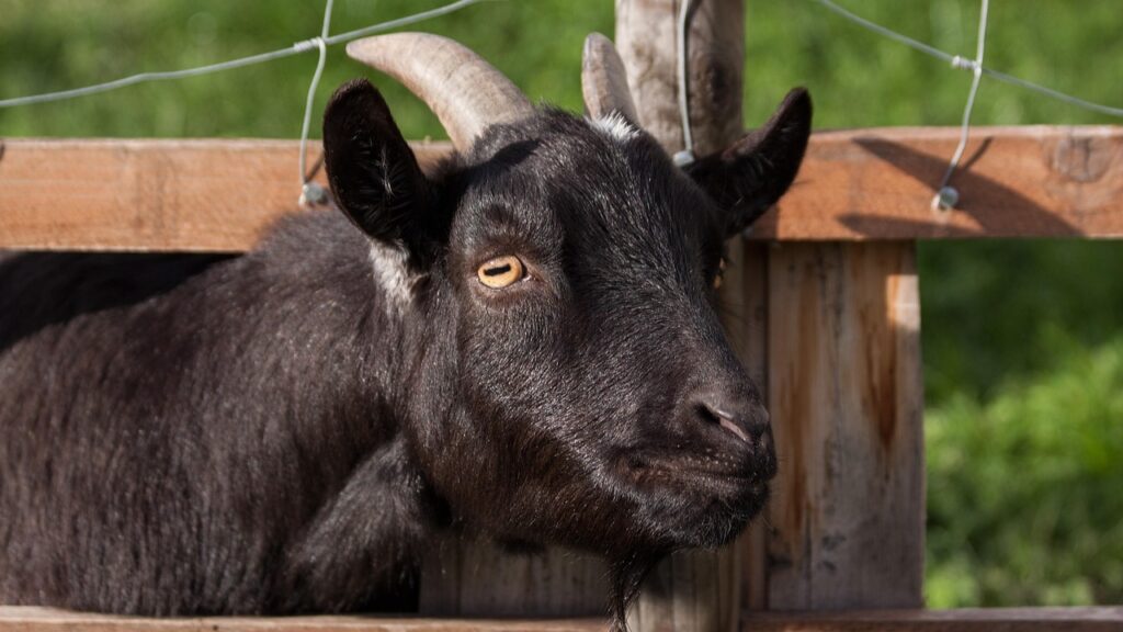 Goat Farming