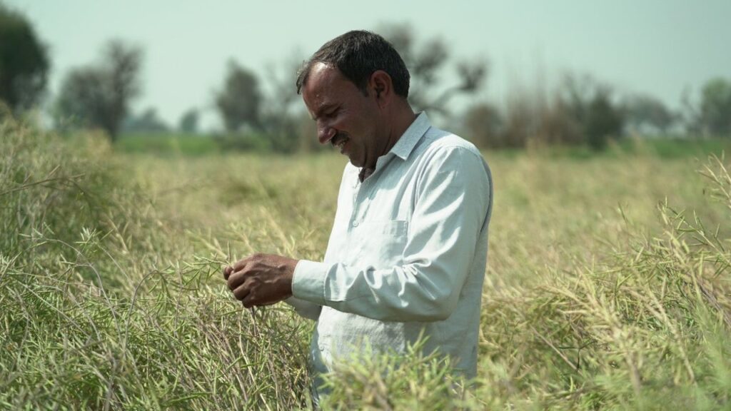 haryana mustard farmer devendra