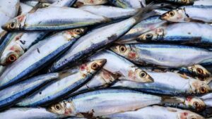 क्या सीफूड के निर्यात पर अब नहीं लगेगी कोई ड्यूटी? SEAI ने केंद्र  के सामने रखी बहुत बड़ी मांग