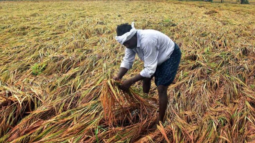 Excessive Rain Hits Gujarat Farmers: Over 10 Lakh Hectares of Crops Damaged