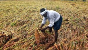 महाराष्ट्र में भारी बारिश से 8 लाख हेक्टेयर फसलें बर्बाद, किसानों को राहत की उम्मीद