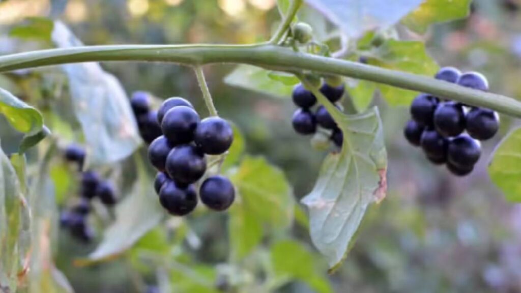 Unique Fruit That Grows Without Water and Starts Bearing Fruit in 40-50 Days: Cultivation and Benefits Explained