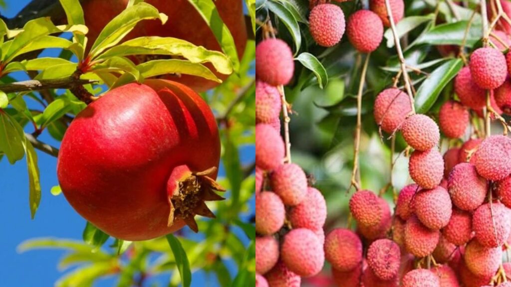 5 Fruit Trees to Plant This Monsoon for Years of Profit