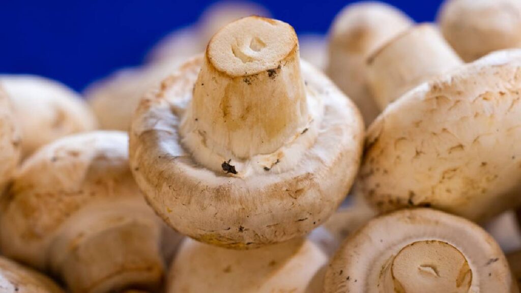 Grow Fresh Mushrooms at Home in Just 15 Days: Easy and Cost-Free Method