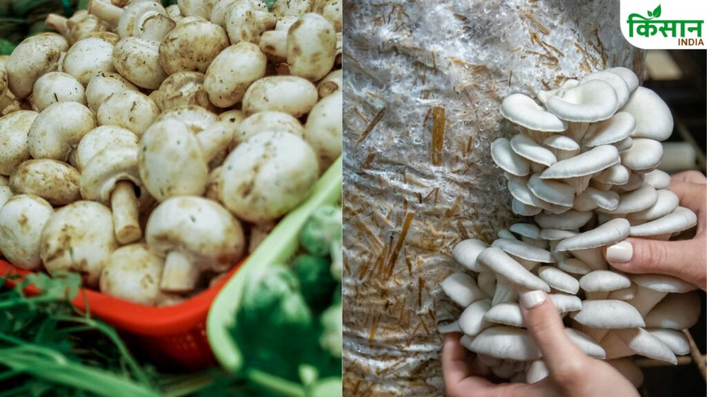 Agriculture Success Story