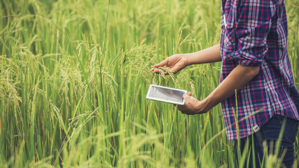 rice disease