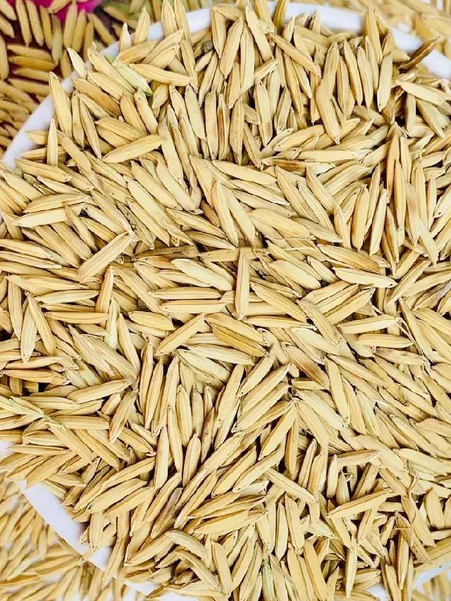 धान की पैकिंग में प्लास्टिक क्यों है खतरनाक?