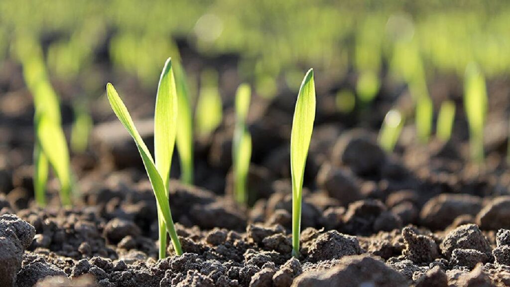 Plant These 3 Crops in September and Earn ₹2–4 Lakh Per Acre Without Any Loss
