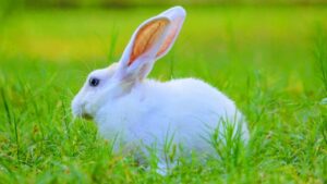 स्मार्ट तरीके से करें खरगोश पालन, किसानों को कम खर्च में मिलेगा जबरदस्त फायदा