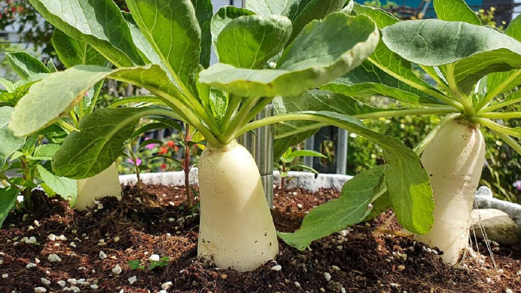 मूली बीज बोने के लगभग 3 हफ्ते बाद ही मूली तैयार हो जाती है. इसे किसी भी मिट्टी वाले बर्तन में आसानी से उगाया जा सकता है और इसे अधिक जगह की आवश्यकता नहीं होती.