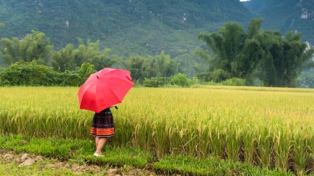 Heavy Rain Alert Across North India: IMD Forecasts Thunderstorms in Delhi-NCR, UP, Bihar, and Hill States Till October 11