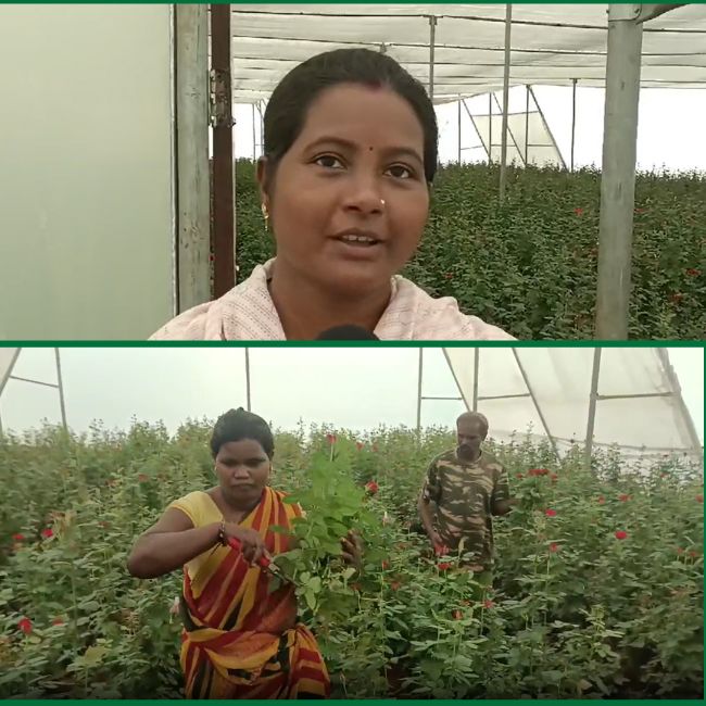 rose farmer rajani kanwar