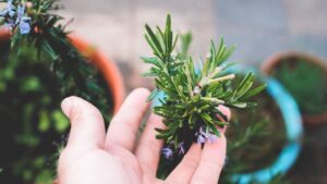 बजट कम हो तो घर पर उगाएं रोजमेरी, सेहत और आय दोनों में बढ़ोतरी