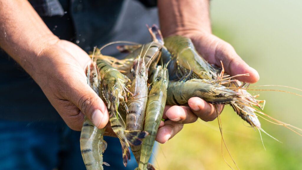Indian Seafood Exporters Celebrate EU Approval of 102 Marine Units, Boosting Shrimp, Squid, and Frozen Fish Exports to Europe