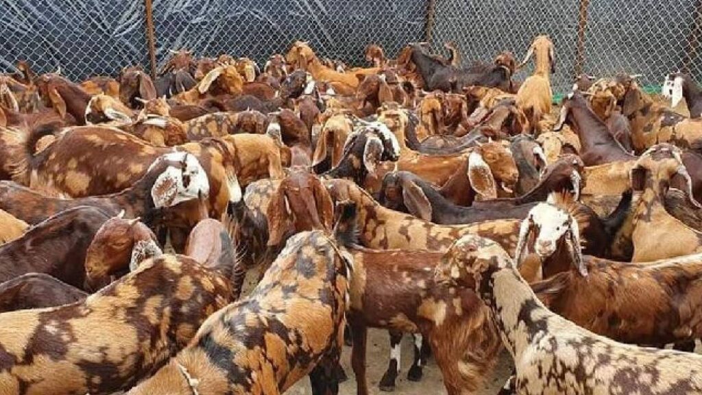 Sirohi Goat Farming: Easy to Maintain Breed That Brings High Profits in Just One Week