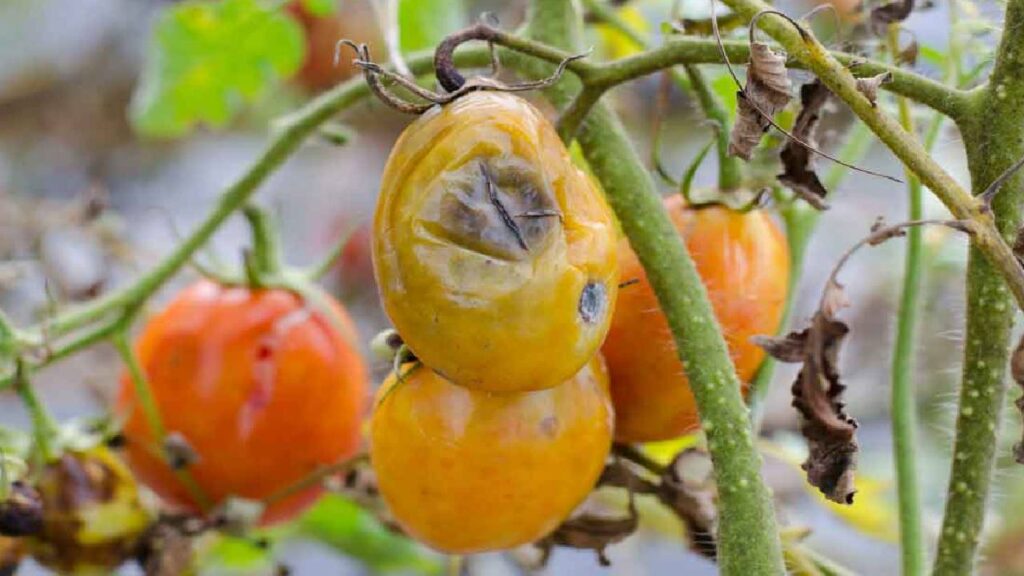 IIIT-Allahabad Develops AI Technology to Detect Crop Diseases in Real-Time, Helping Farmers Monitor Plant Health Instantly