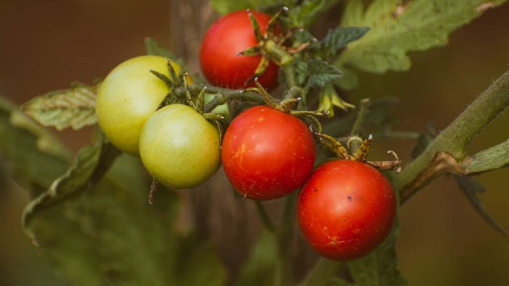 मिट्टी में गोबर की खाद, कोकोपीट और थोड़ी रेत मिलाएं ताकि मिट्टी हल्की और पोषक बने.  सप्ताह में एक बार तरल जैविक खाद देने से पौधा जल्दी बढ़ेगा और ज्यादा फल देगा.