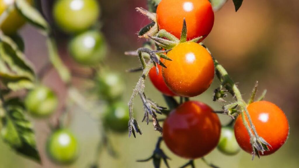 चेरी टमाटर के पौधे को रोजाना कम से कम 5–6 घंटे की सीधी धूप चाहिए. पानी उतना दें जितना मिट्टी हल्की नमी बनाए रख सके. ज्यादा पानी देने से जड़ सड़ सकती है और कम पानी से पौधा कमजोर पड़ सकता है.