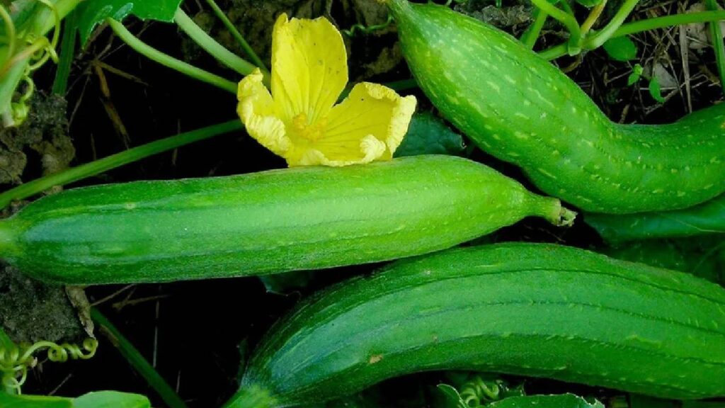 तुरई एक बेल वाली सब्जी है जो बारिश के मौसम में बहुत तेजी से बढ़ती है. सही देखभाल और पर्याप्त पानी देने पर यह लगभग 2 महीने तक लगातार फल देती रहती है. 