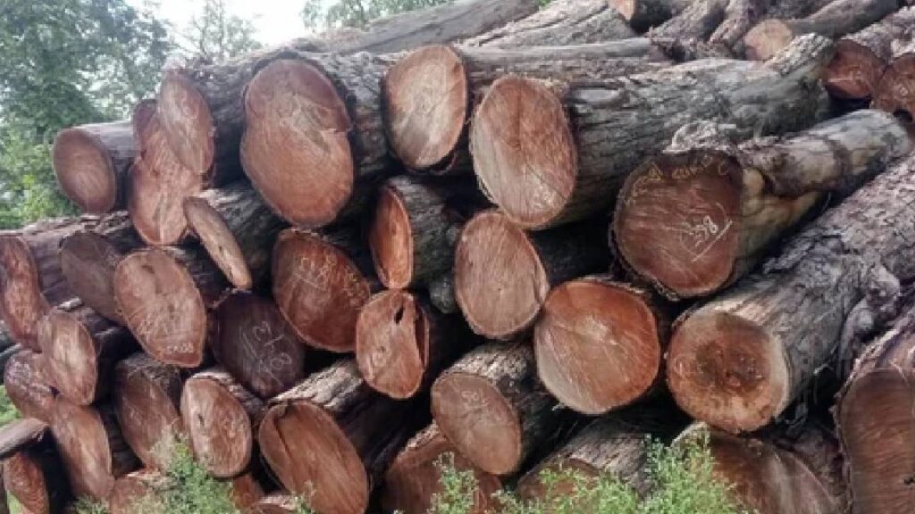Tun Tree Beats Sagwan and Sheesham, Earn Lakhs in Just 3 Years