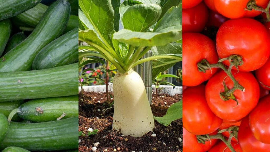 Top 7 Vegetables to Grow in Your Kitchen Garden During Monsoon for High Yield