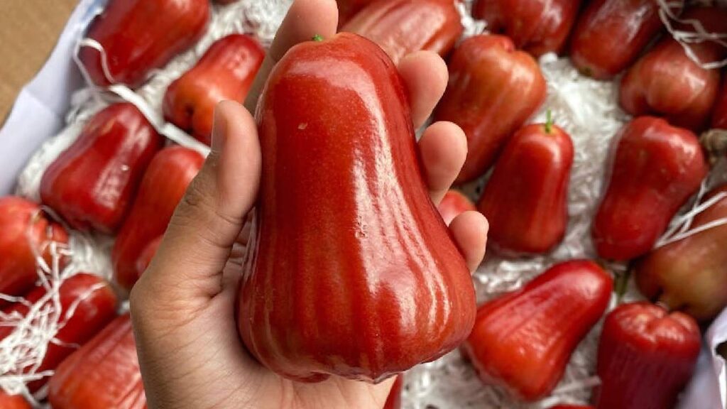 water apple Sells for ₹200 per Kg in the Market, Plant Once and Earn Profits for 50 Years