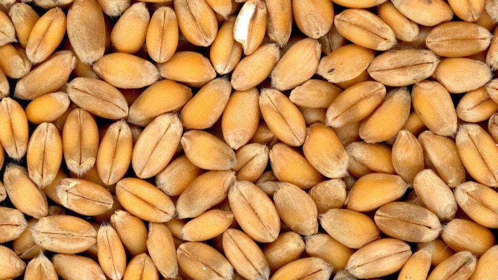 wheat is Rs 2500 per quintal