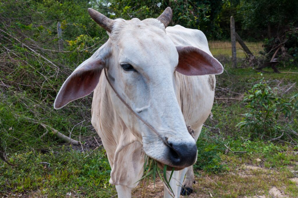 mastitis